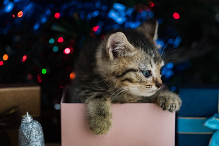 Close up of cute brown tabby persian kitten play and looking for gift in christmas day.の写真素材