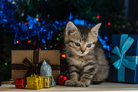 Close up of cute brown tabby persian kitten play and looking for gift in christmas day.の写真素材