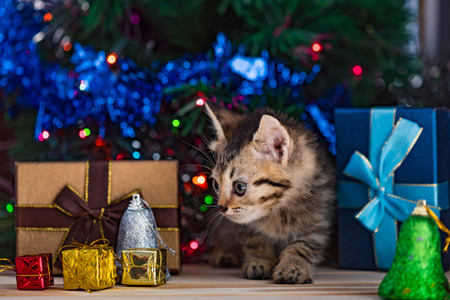 Close up of cute brown tabby persian kitten play and looking for gift in christmas day.の写真素材