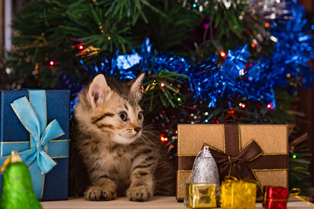 Close up of cute brown tabby persian kitten play and looking for gift in christmas day.の写真素材