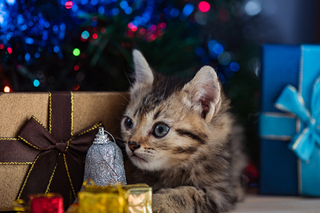 Close up of cute brown tabby persian kitten play and looking for gift in christmas day.の写真素材