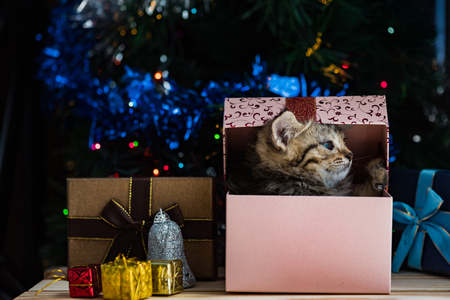 Close up of cute brown tabby persian kitten play and looking for gift in christmas day.の写真素材