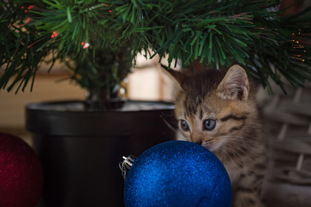 Close up of brown tabby persian kitten sit and looking for gift in christmas day.の写真素材