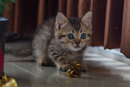 Close up of brown tabby persian kitten sit and looking for gift in christmas day.の写真素材