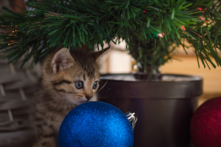 Close up of brown tabby persian kitten sit and looking for gift in christmas day.の写真素材