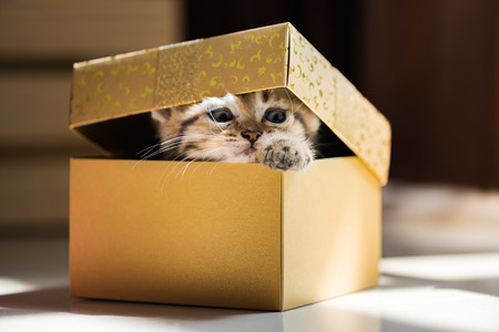 Close up of brown tabby persian kitten sit and looking for gift in christmas day.の写真素材