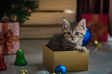 Close up of cute brown tabby persian kitten play and looking for gift in christmas day.の写真素材