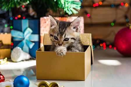 Close up of cute brown tabby persian kitten play and looking for gift in christmas day.の写真素材