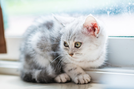 Close up of beautiful silver tabby persian kitten sitting on the ground.の写真素材