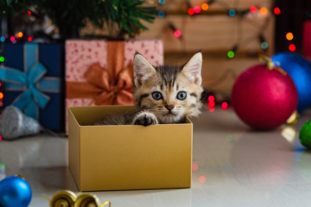 Close up of cute brown tabby persian kitten play and looking for gift in christmas day.の写真素材