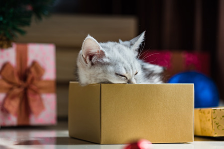 Close up of brown tabby persian kitten sit and looking for gift in christmas day.の写真素材