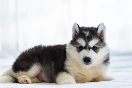 Close up of cute siberian puppy on the white fabric with sunlight througr the curtain.の写真素材