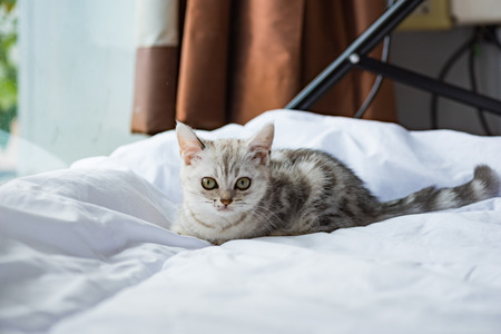 Close up of beautiful angry american shorthair kitten.の写真素材