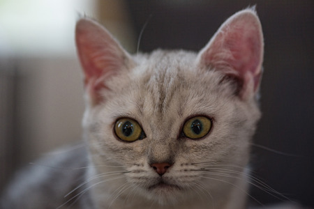 Close up of cute grey tabby kitten looking for someone.の写真素材