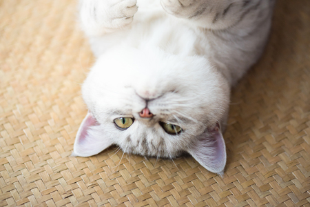 Close up of happy cat smile and sleeping at cat cafe shinjuku tokyo Japan.の写真素材