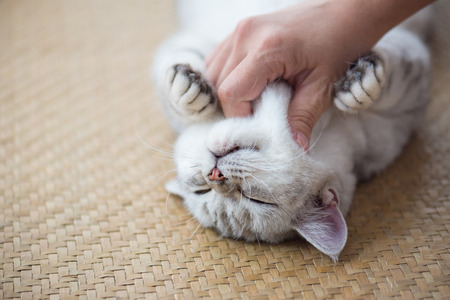 Close up of happy cat smile and sleeping in hand at cat cafe shinjuku tokyo Japan.の写真素材