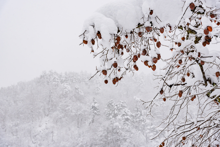 Beautiful japanese village shirakawa go cover by snow in winter Takayama Gifu Japan.の写真素材
