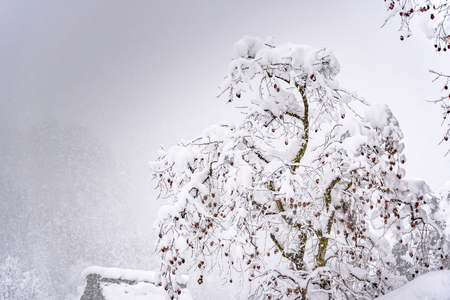 Beautiful japanese village shirakawa go cover by snow in winter Takayama Gifu Japan.の写真素材