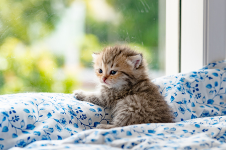 Close up of cute kitten sit near window and waitting in cat cafe Tokyo Japanの写真素材