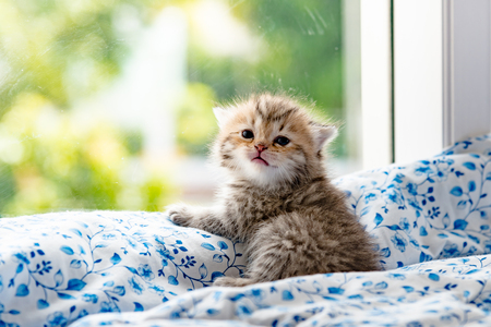 Close up of cute kitten sit near window and waitting in cat cafe Tokyo Japanの写真素材
