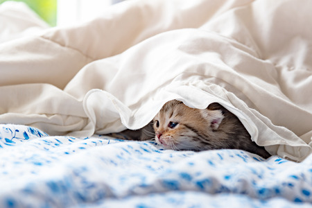 Close up of cute kitten play and lying on the bed in homeの写真素材