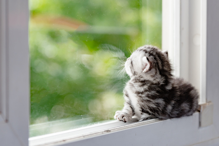 Cute ktten lyning on window and look for something.の写真素材
