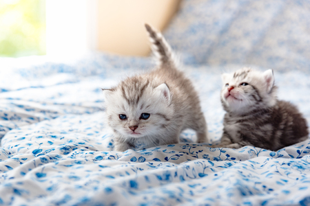 Close up of cute lonely kitten sit alone on the bed in the morning.の写真素材