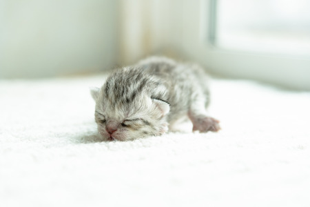 Close up of cute newborn persian kitten lying on white fabric in home.