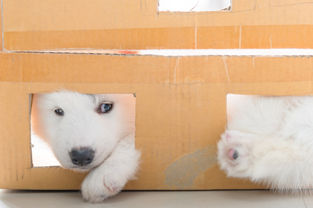 Close up of beautiful white siberian puppy sitting in paper box.の写真素材