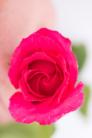Close up o fresh beautiful local pink rose.の写真素材