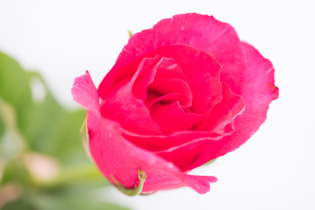 Close up o fresh beautiful local pink rose.の写真素材