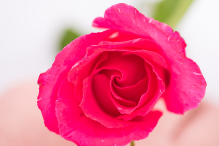 Close up o fresh beautiful local pink rose.の写真素材