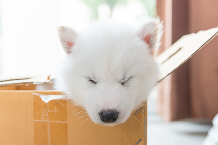 Close up of beautiful white siberian puppy sitting in paper box.の写真素材