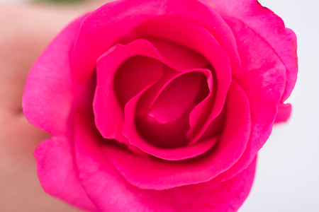 Close up o fresh beautiful local pink rose.の写真素材