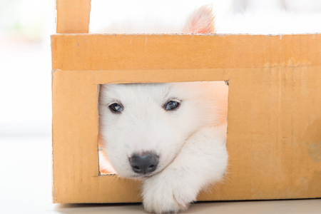 Close up of beautiful white siberian puppy sitting in paper box.の写真素材