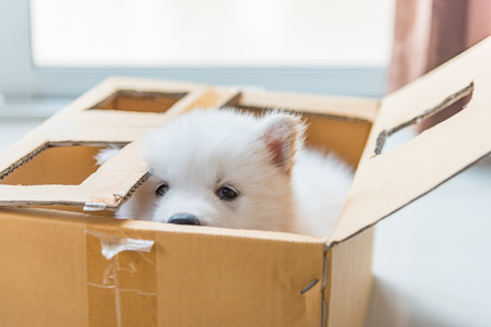 Close up of beautiful white siberian puppy sitting in paper box.