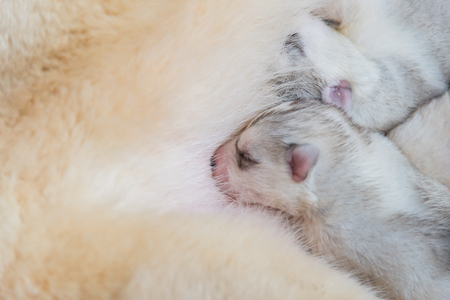 Close up of cute siberian husky puppy eating milk from mother.の写真素材