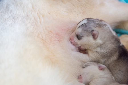 Close up of cute siberian husky puppy eating milk from mother.の写真素材