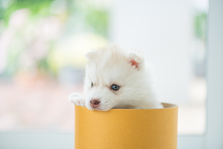 Close up of cute siberian puppy sitting in paper box.の写真素材
