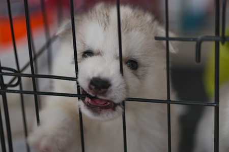 Cloe up of cute siberian puppy looking and try to escape from iron cage.の写真素材