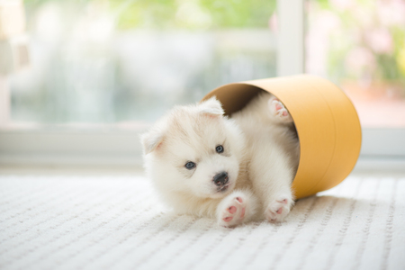 Close up of happy siberian puppy playing on the ground in home.の写真素材