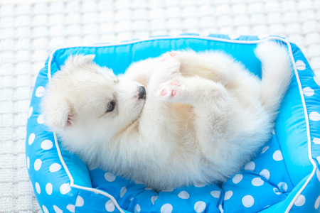 Close up of cute siberian puppy play and lying on the petbed in home.の写真素材