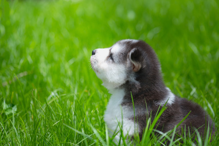 Beautiful siberian puppy playing on the ground in the gardenの写真素材