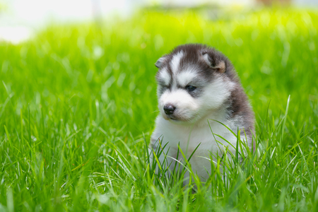 Beautiful siberian puppy playing on the ground in the gardenの写真素材