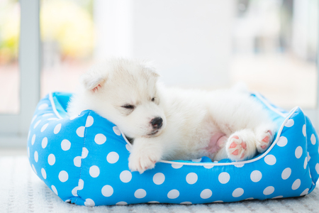 Close up of cute siberian puppy play and lying on the petbed in home.の写真素材