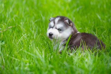 Beautiful siberian puppy playing on the ground in the gardenの写真素材