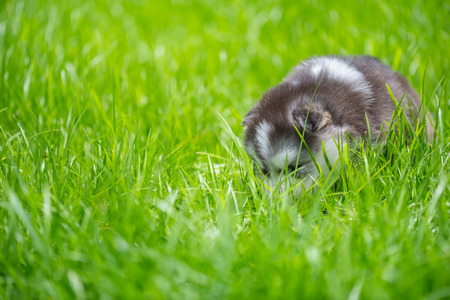 Beautiful siberian puppy playing on the ground in the gardenの写真素材