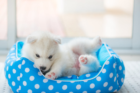 Close up of cute siberian puppy play and lying on the petbed in home.の写真素材
