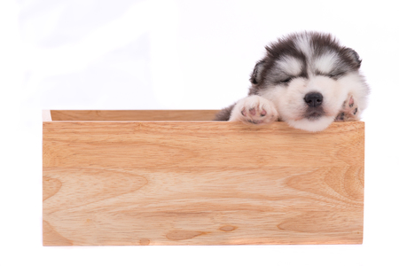 Close up of cute siberian puppy sitting i wooden box on white background isolated.の写真素材