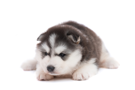 Close up of cute siberian puppy on white background isolatedの写真素材